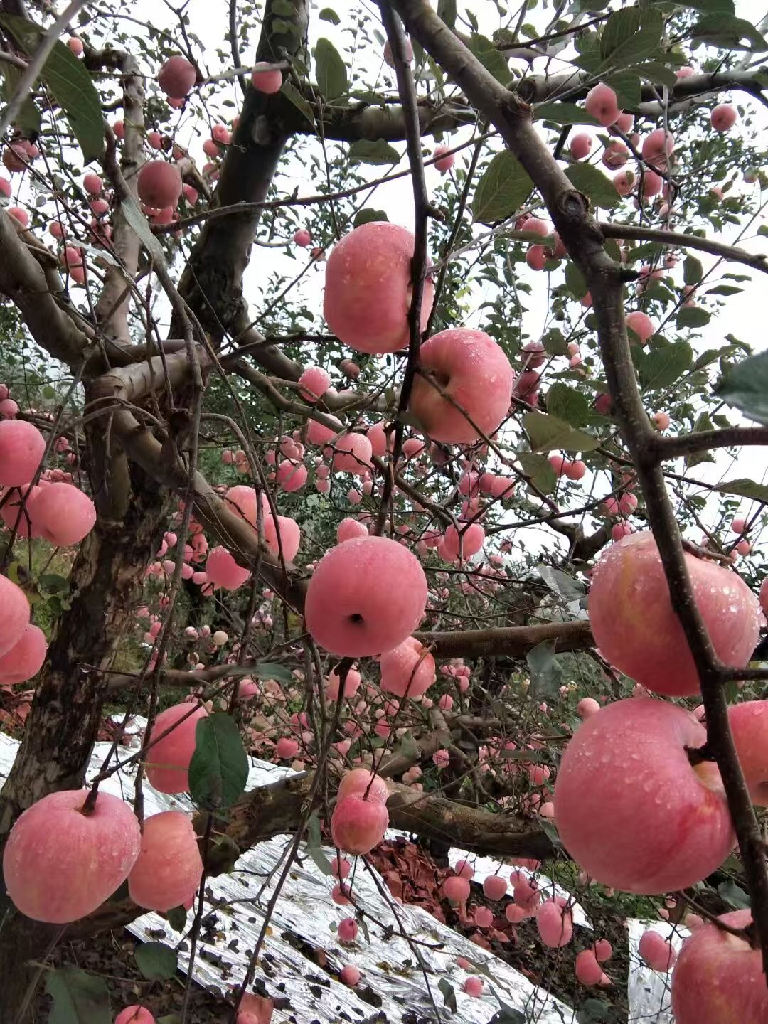 苹果